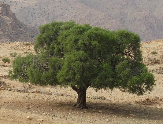 The slow art of Argan: from tree to bottle